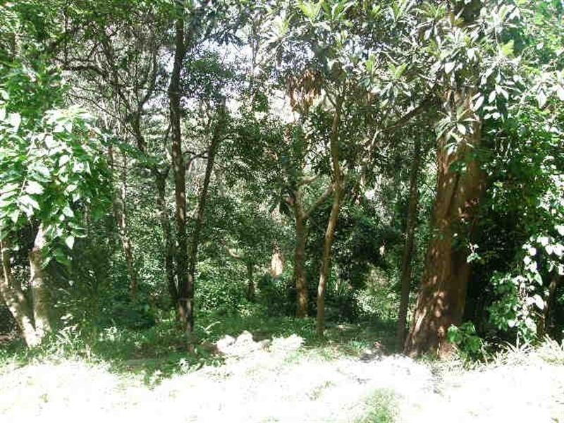 2/19 Belmont Avenue, Wollstonecraft NSW 2065