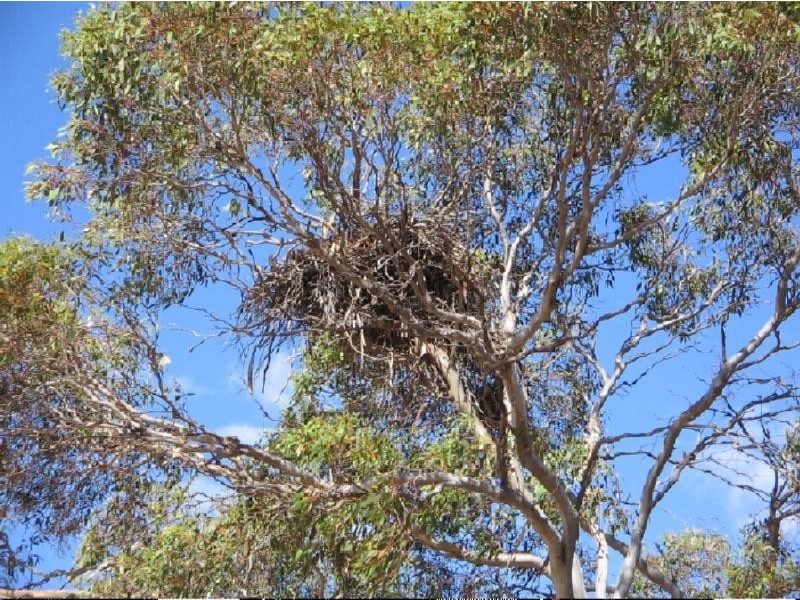 Ptn 105 Hammatt Road, Lameroo SA 5302