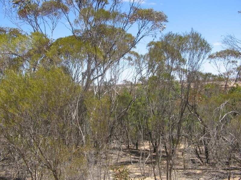 . Pt Sec 122 Lee Road, Lameroo SA 5302