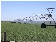 lot 522 Linfern Road, Bordertown SA 5268