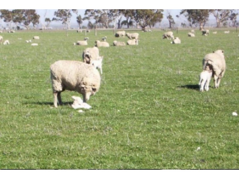 lot 522 Linfern Road, Bordertown SA 5268