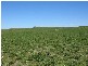 Section 39 Princes Highway, Meningie SA 5264