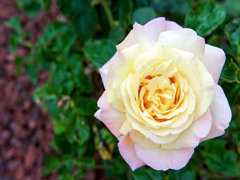 29 Mitchell Street East, Seaton SA 5023