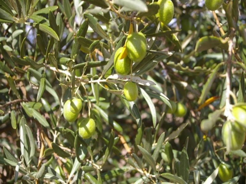 1620 Sobey Road, Kadina SA 5554