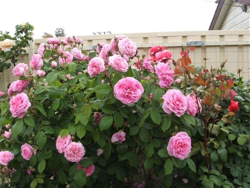 32 Kildonan Avenue, Para Vista SA 5093