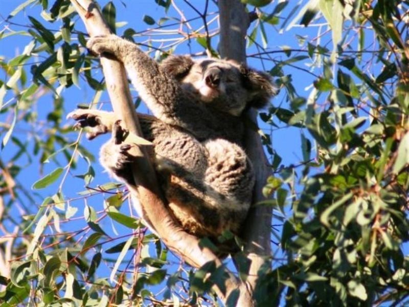 815 Boonah-Rathdowney Road, Boonah QLD 4310