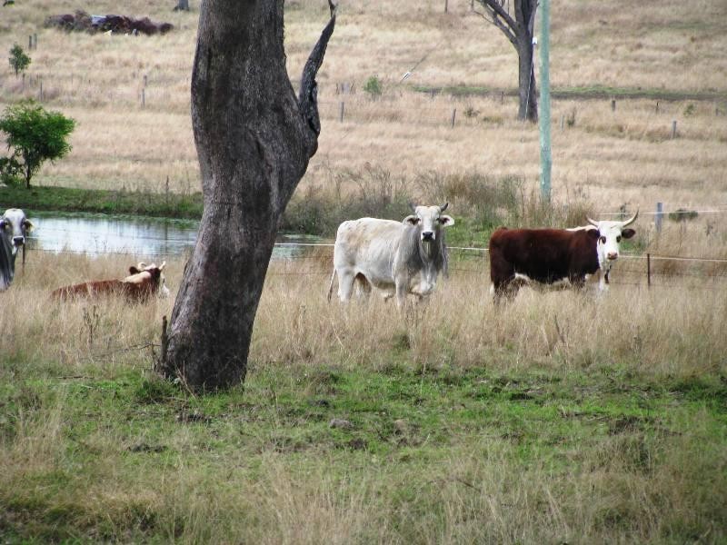 2292 Ipswich-Boonah Road, Peak Crossing QLD 4306