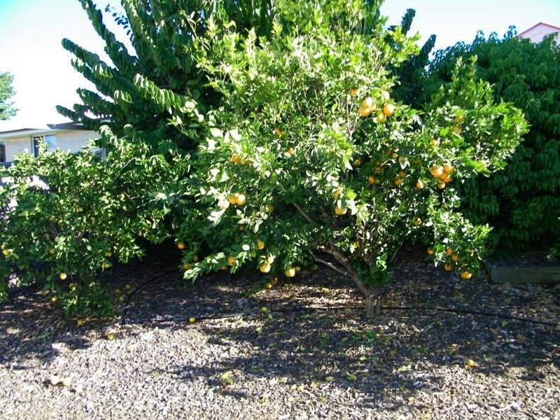 19 Elmhurst Crescent, Flinders View QLD 4305