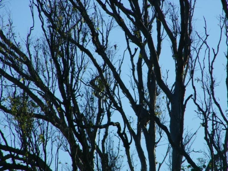 144 Warrill View – Peak Crossing Road, Peak Crossing QLD 4306