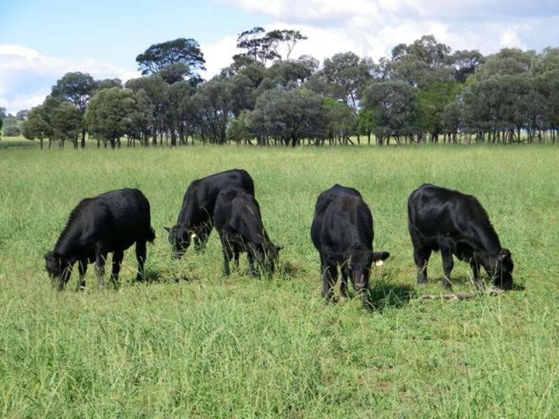 Karingal Millmerran-Inglewood Road, Millmerran QLD 4357