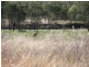 Lot 104 Rosewood-Laidley Road, Calvert QLD 4340