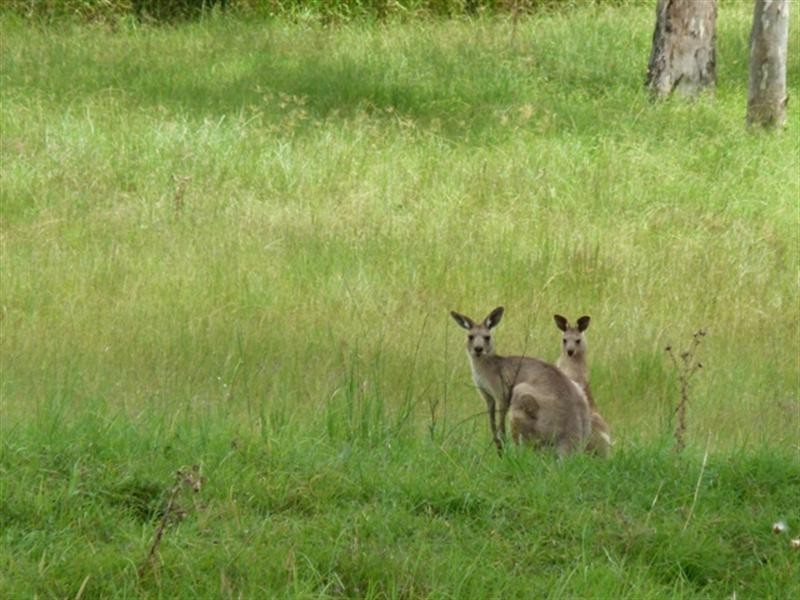 201 Purga-School Road, Peak Crossing QLD 4306