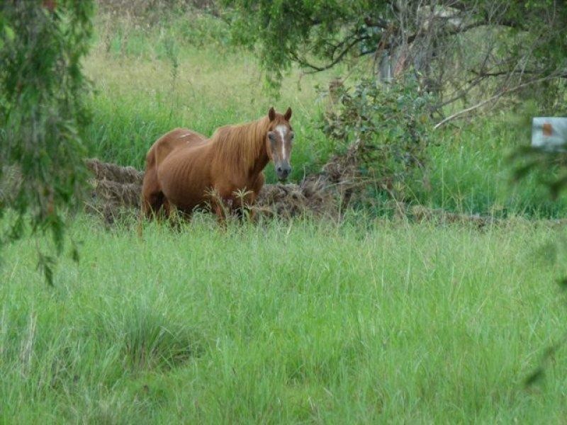 821 Coleyville Road, Coleyville QLD 4307
