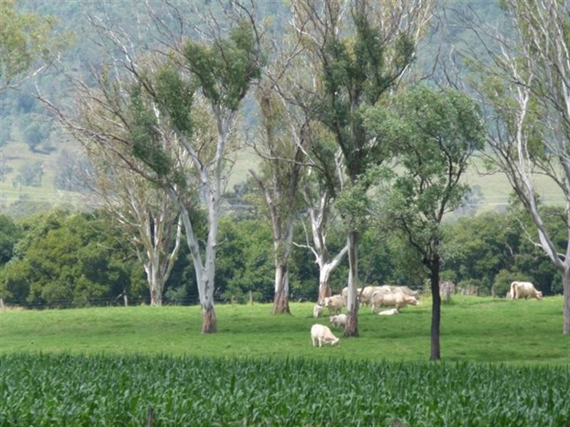 1 Tierneys Bridge Road, Rosevale QLD 4340