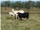 82-126 Morgans Road, Purga QLD 4306