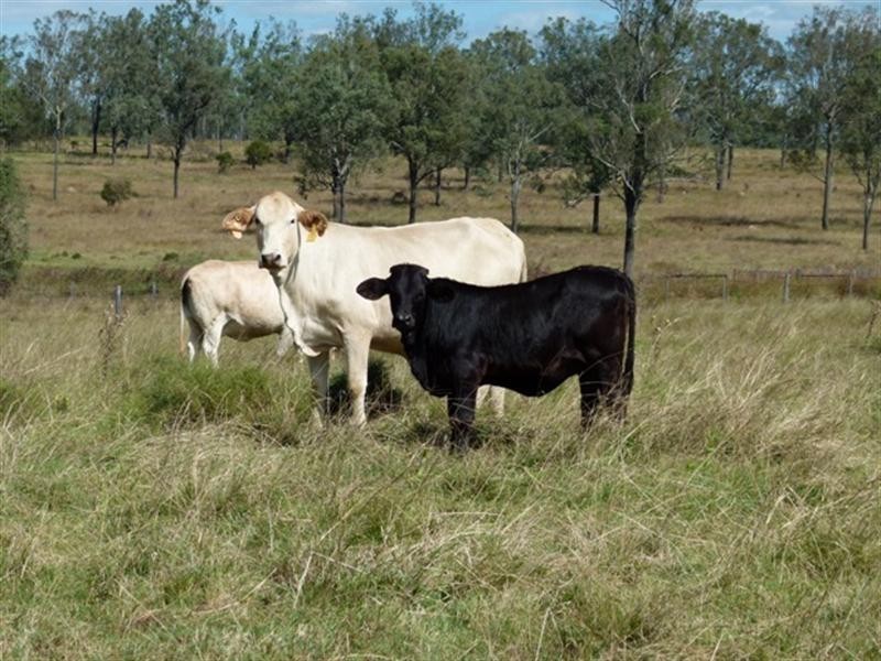 82-126 Morgans Road, Purga QLD 4306