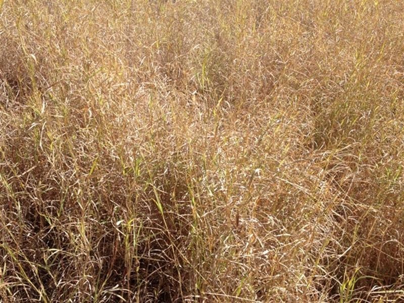 184 Old Rosevale Road, Warrill View QLD 4307