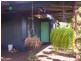 19 MAUGER Place, South Hedland WA 6722