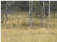 Kingaroy QLD 4610