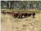 121 Johnstons Road, Mannuem QLD 4610