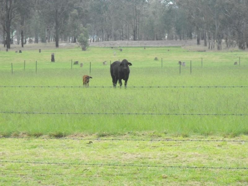 1311 Memerambi Gordonbrook Road, Kingaroy QLD 4610