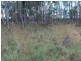 LOT 5 Nanango-Tarong Road, Nanango QLD 4615