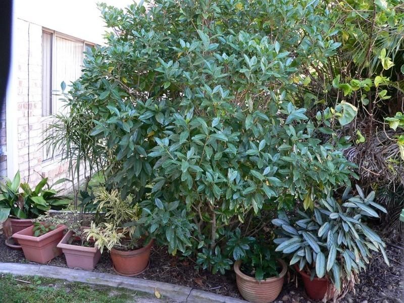 Upper Coomera QLD 4209