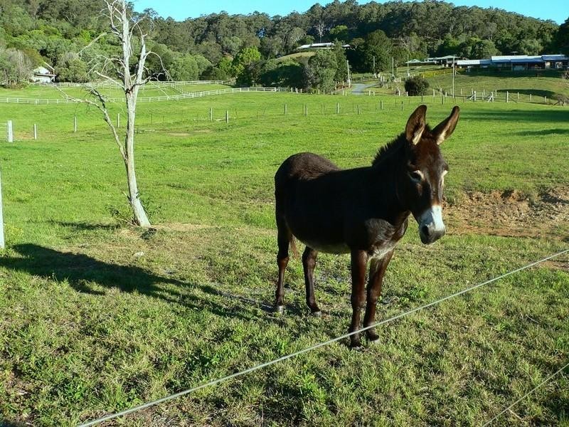 359A Ruffles Road, Willow Vale QLD 4209