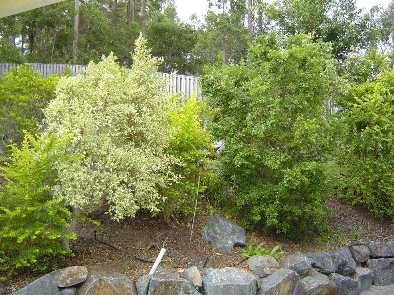 Pacific Pines QLD 4211