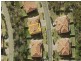 Pacific Pines QLD 4211