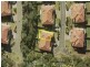 Pacific Pines QLD 4211