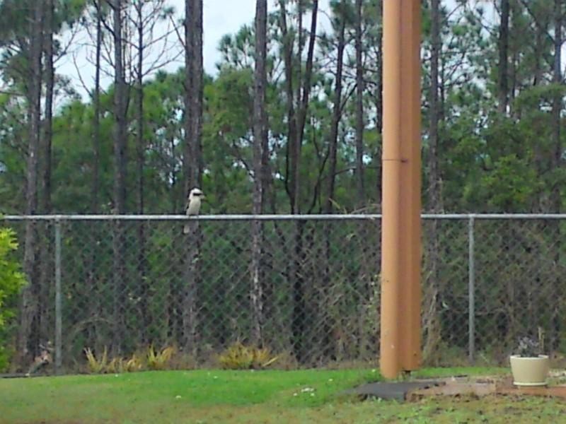 Pacific Pines QLD 4211