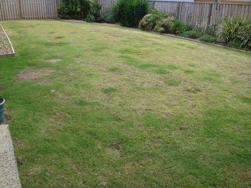 33 Harmsworth Road, Pacific Pines QLD 4211