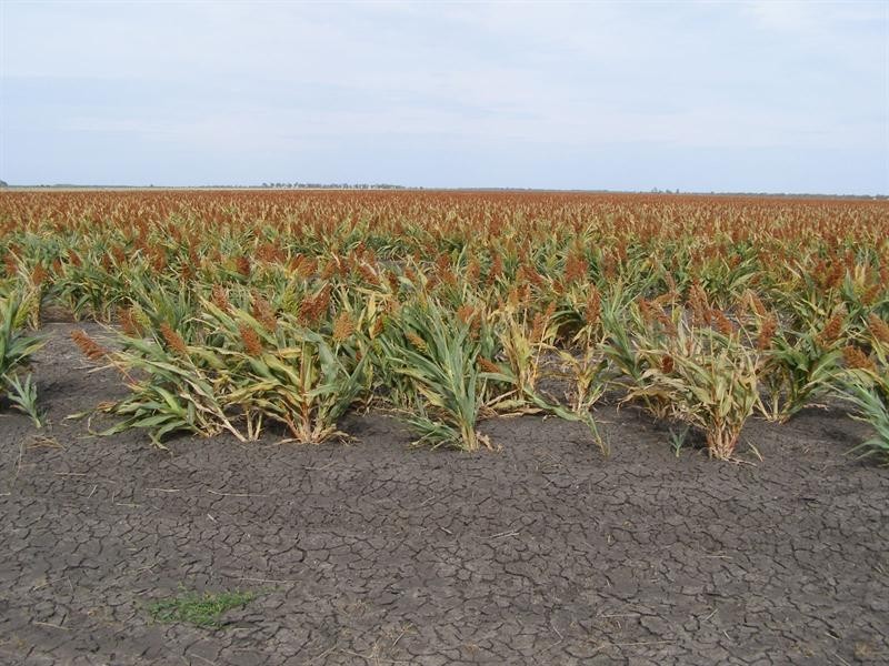 76 Dolgelly Bore Road, Goondiwindi QLD 4390