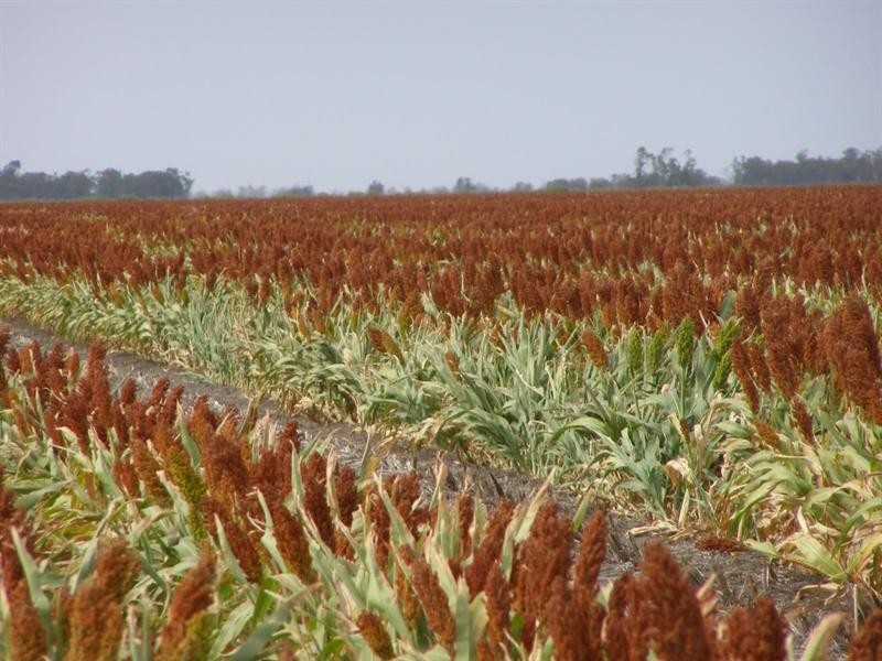 76 Dolgelly Bore Road, Goondiwindi QLD 4390