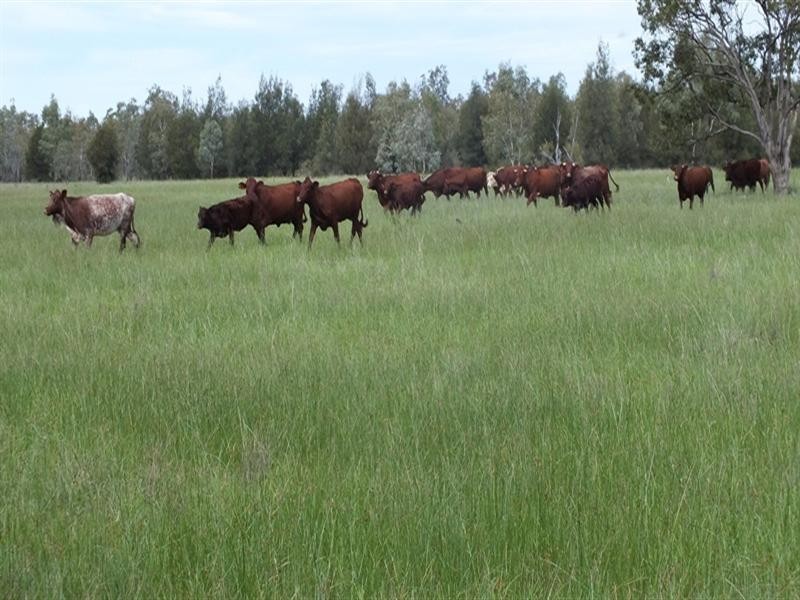 1 Minnel Road, Goondiwindi QLD 4390