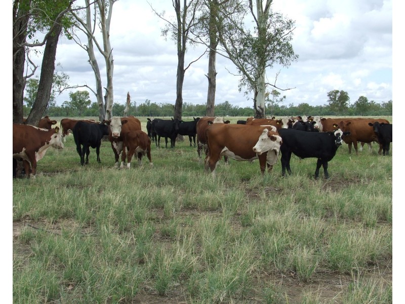 Goondiwindi QLD 4390