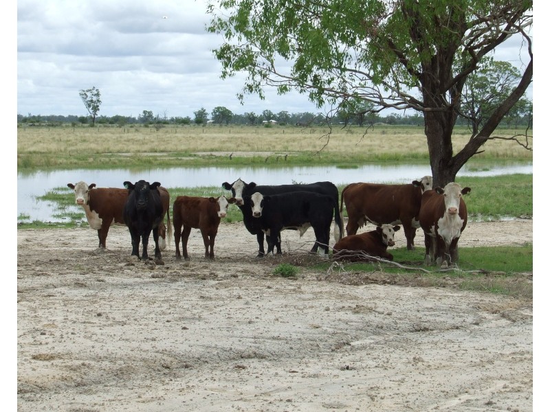 Goondiwindi QLD 4390