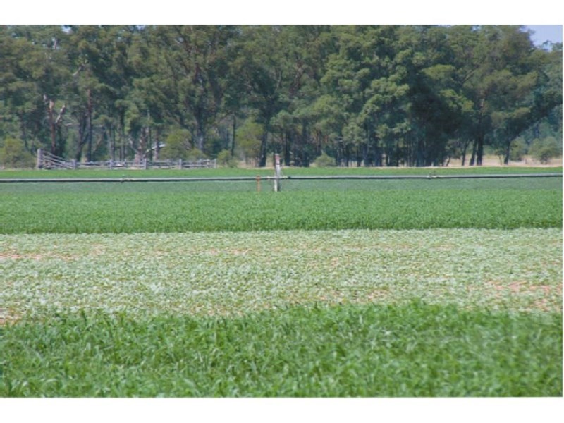 1086 Tobacco Road, Inglewood QLD 4387