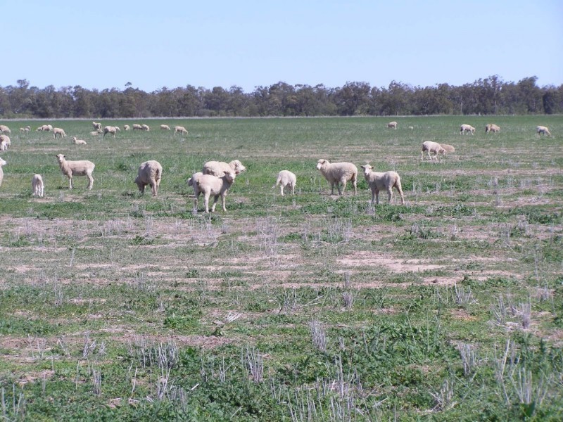 Goondiwindi QLD 4390