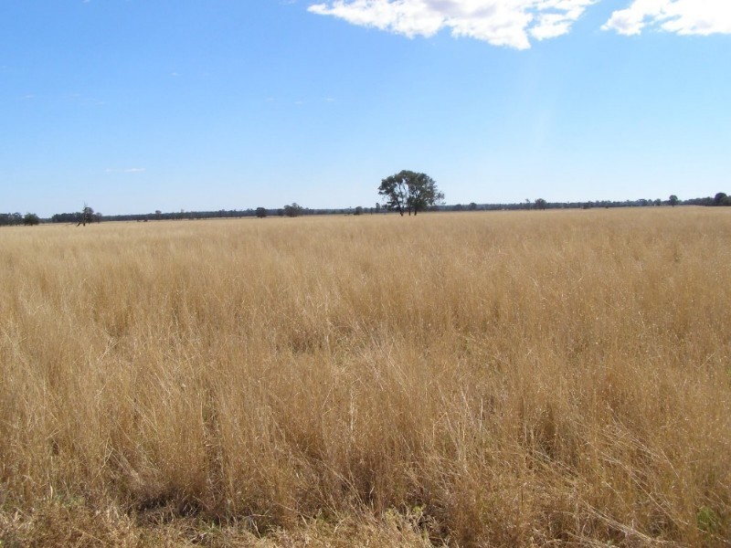 Goondiwindi QLD 4390
