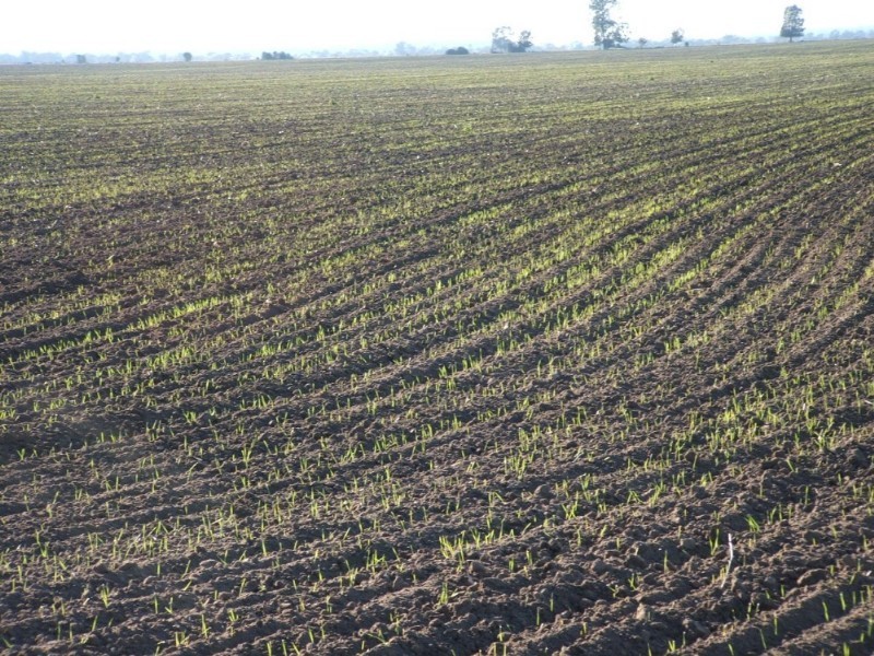 Goondiwindi QLD 4390