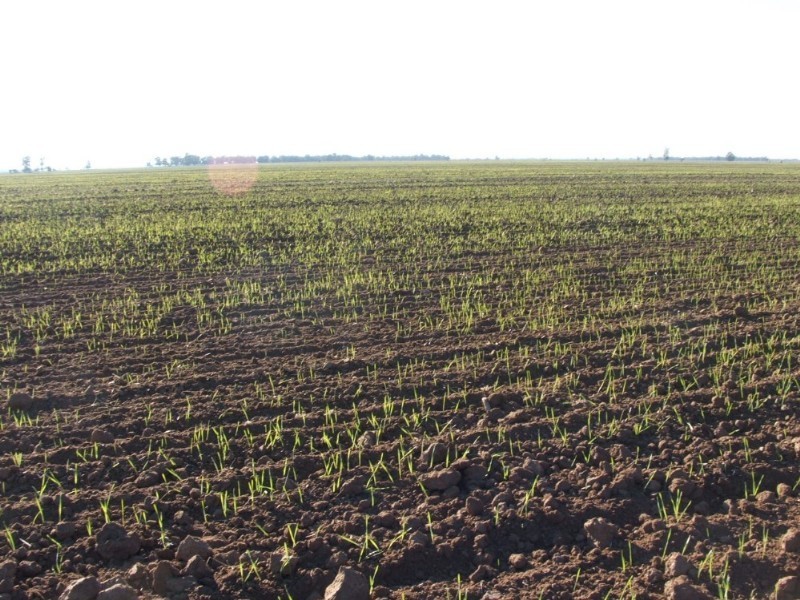 Goondiwindi QLD 4390