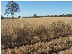 Condamine QLD 4416