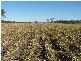 Condamine QLD 4416
