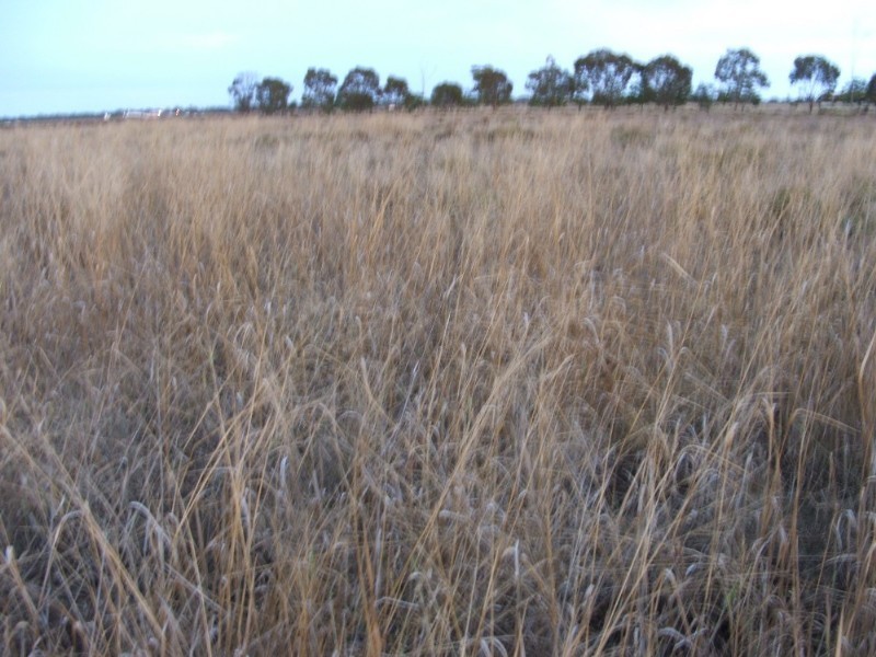 42 Polo Road, Goondiwindi QLD 4390