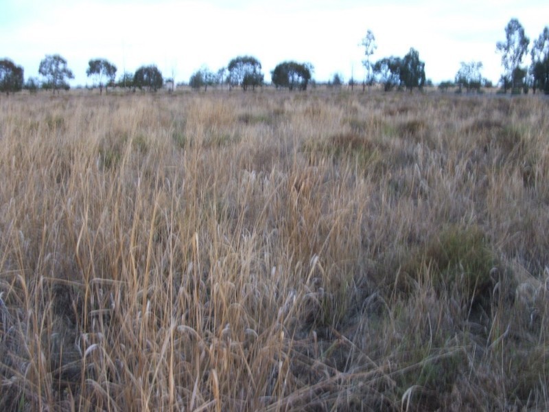 42 Polo Road, Goondiwindi QLD 4390