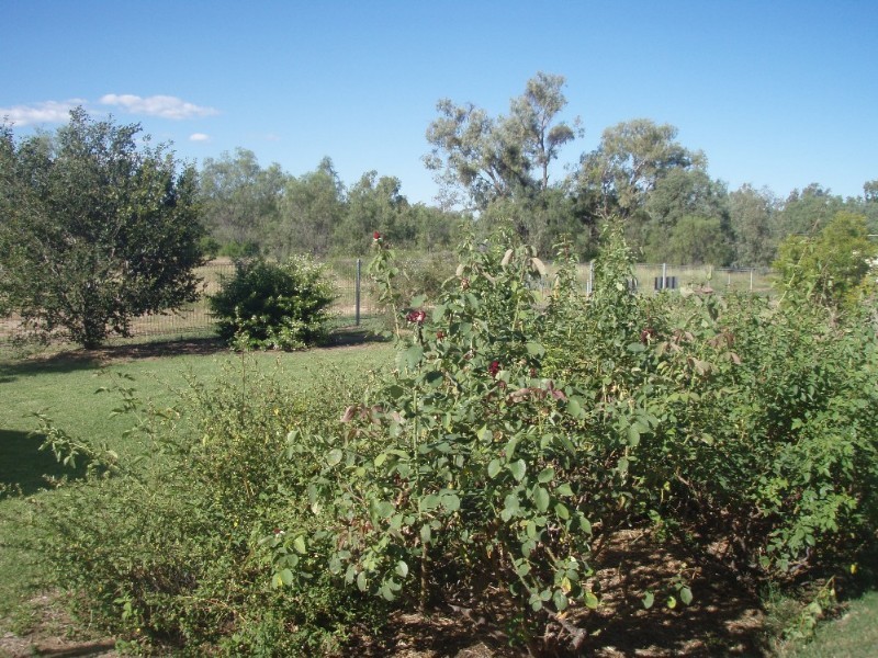 Goondiwindi QLD 4390