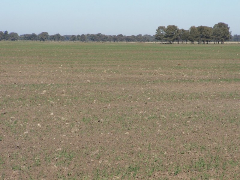 1 Humbug Scrub Road, Goondiwindi QLD 4390