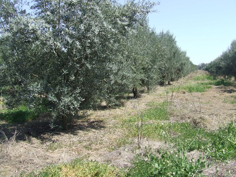 Lot 57 Cunningham Highway, Inglewood QLD 4387